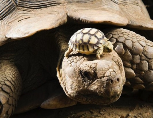 25. maman et bébé tortue.jpg