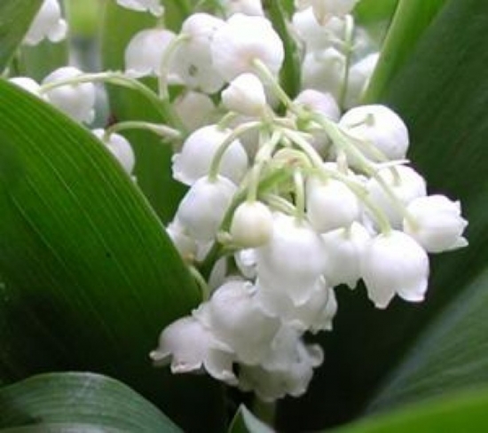 27. muguet 3.jpg