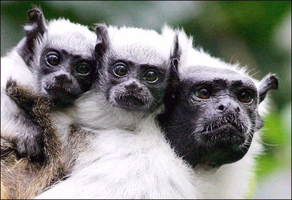 65. tamarins.jpg