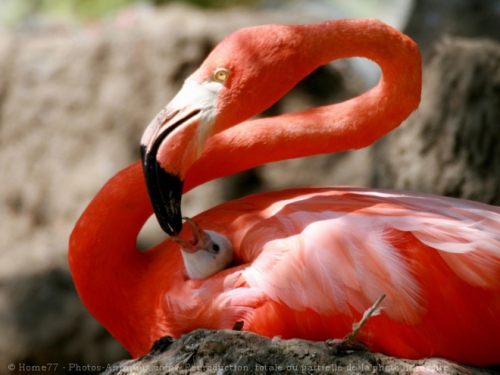 14. flamant rose.jpg