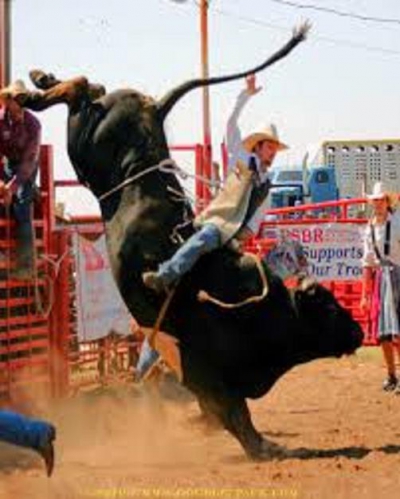 8. Texan bull.jpeg
