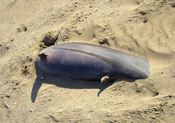 6. stranded dolphin 4.jpg