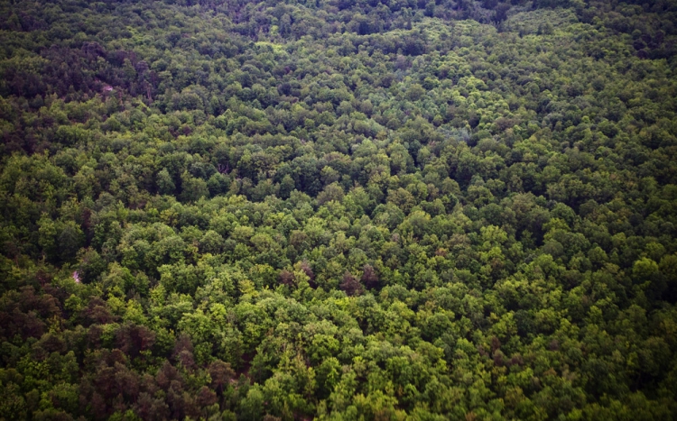 30. Forêt française.jpg