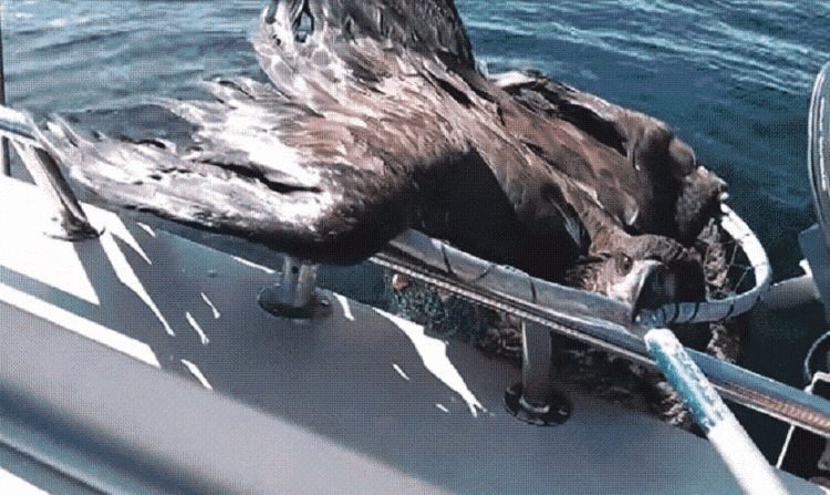 1. sea-eagle-in-water-3.GIF