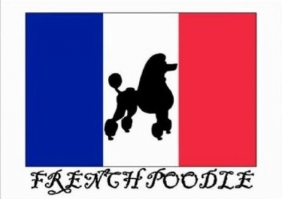 6. French Poodle.jpg