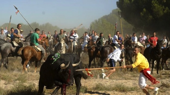 15. Toro de la Vega.jpg