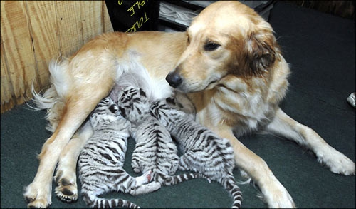 101. maman-chien-pour-bébés tigres.jpg