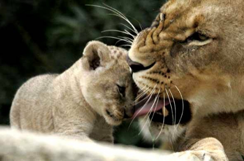 64. un-lionceau-joue-avec-sa-mère.jpg