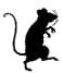 2. rat.gif