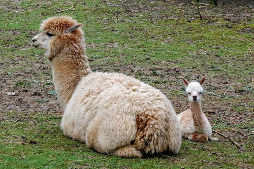 13. maman alpaga et bébé.jpg