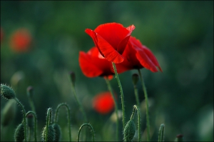 22.  coquelicots-dans-le-vent Pete Seeger.JPG