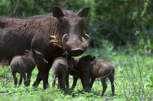 62. vous avez vu les défenses de maman phacochère.jpg