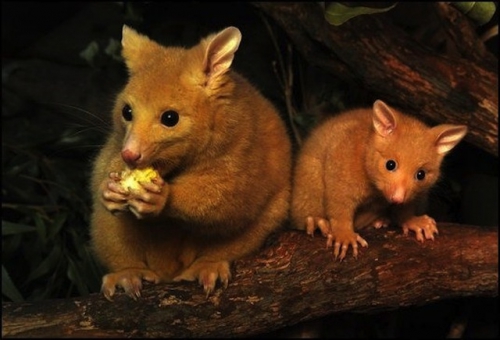 37. golden-brushtail-possums-img.jpg