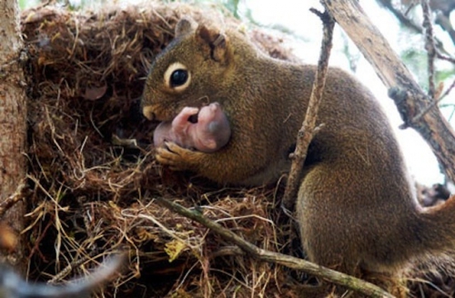 43. maman et bébé écureuil.jpg