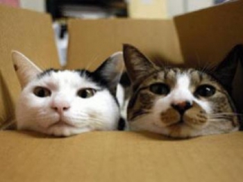 3. cats-in-box.jpg