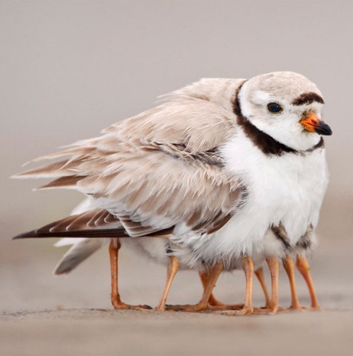 17. maman oiseau et combien de petits.jpg