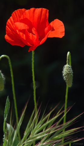 5. fleur-coquelicot fond noir.jpg