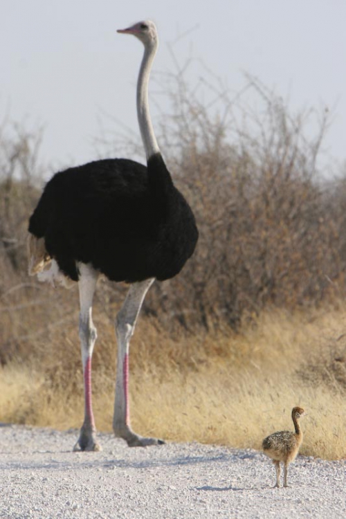 44. maman et bébé autruche.jpg