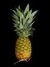 4. Ananas_comosus.JPG