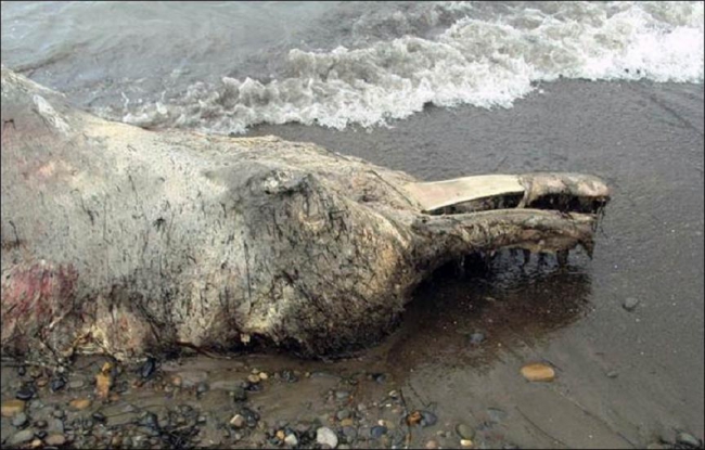 8. Carcasse d'animal lac baikal fourrure sur la queue.JPG