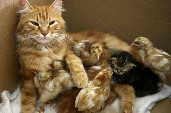 102. maman chatte et ses seot poussins adoptifs.jpg