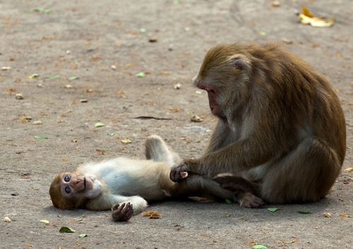 99. bébé singe jouant avec sa mère.jpg