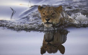 4. lioness-Telegraph.jpg