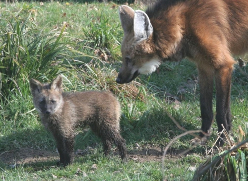 56. maman louve et bébé loup.JPG