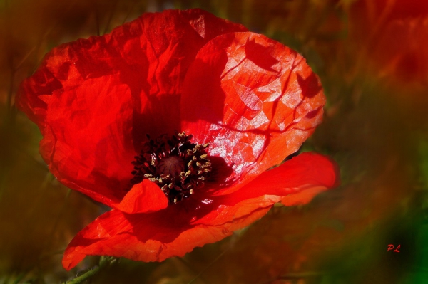 52. Un coquelicot.jpg