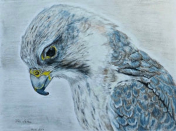 11. saker-falcon-drawing-small.jpg
