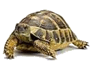 2. Tortue xx.gif