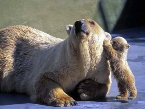 2. ourse blanche et petit.jpg
