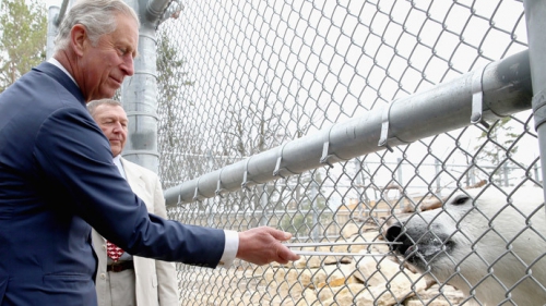 8. Charles feeding bears.jpg