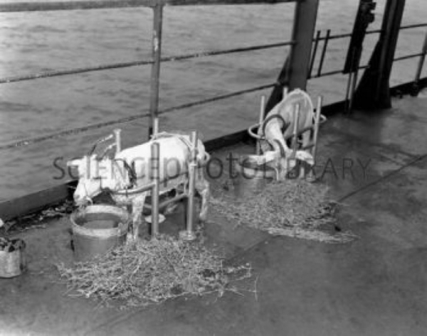 3. Goats_on_deck_of_ship_before_atom_bomb_detonation-SPL.jpg