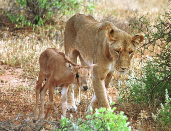 103. preuves-que-les-animaux-ont-un-grand-coeur-et-font-preuve-de-tendresse-avec-dautres-animaux8.jpg