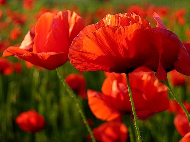 22. Coquelicots.JPG