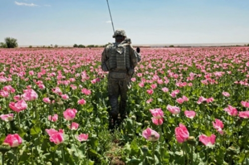 5. Soldier poppies field .jpg - 2068593404.jpg