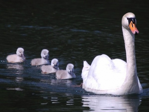 27. cygne et petits.jpg