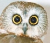 2. petit hibou.JPG