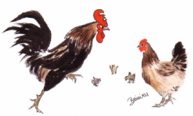 coq et poule