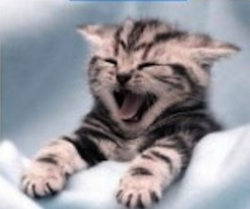 laughing-cat-haha-gotcha.jpg